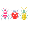 Insect Entomology