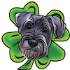 Middle Schnauzer with Shamrock