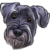 Mittelschnauzer Kopf im Comicstyle