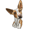 Podenco