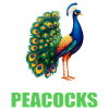 Pfaue Pfau