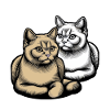 Kat Kat Dyreelsker