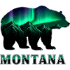 Montana Bear Northern Lights
