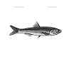 Heringe