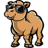 Camel Cool Animal