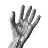 Black and white palm