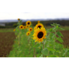 Sonnenblume