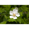 Feld-Rose