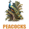 Peacocks Peacock