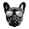French Bulldog Dog Head Portrait