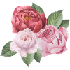 Spring_Pfingstrosen