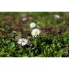 Gänseblümchen