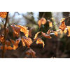 Herbstblätter