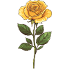 Yellow Rose Flower