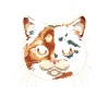 Chat Tortie