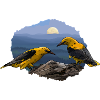 Orioles in the moonlight