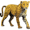 Guépard