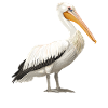 Pélicans Pélican