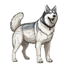 husky dog