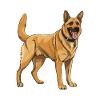 German Shepherd Dog