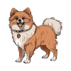 Pomeranian Dog
