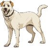 Kangal Dog