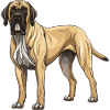 Mastiff Dog