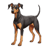 Doberman Dog