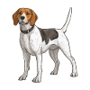 Beagle Dog
