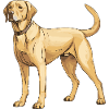 Chien Labrador