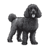 Caniche Chien