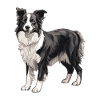 Border Collie Dog