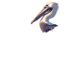 Pélicans Pélican