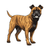 Staffordshire Bull Terrier Dog