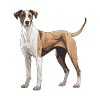 Greyhound Dog