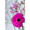 Macro Pink Gerbera Floral Splendour