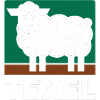 Texel Sheep