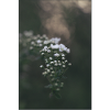 Delicate gypsophila in bokeh look