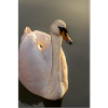 Swan Evening Light Motif