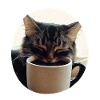 Sleeping cat with coffee cup