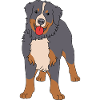 Bernese Mountain Dog