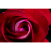 Red roses close-up