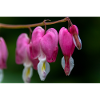 Herzblüte im Tau