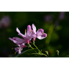Accord fleur rose