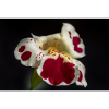 White flower with ruby spots