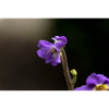 Violette Wildblume Muster
