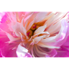 Pink Peony Closeup