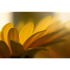 Macro Clair Floral Doré