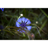 Cornflower Indigo Light