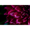 Dahlia close-up deep magenta